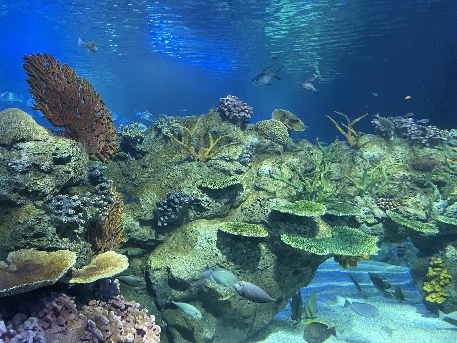 Aquarium and diving