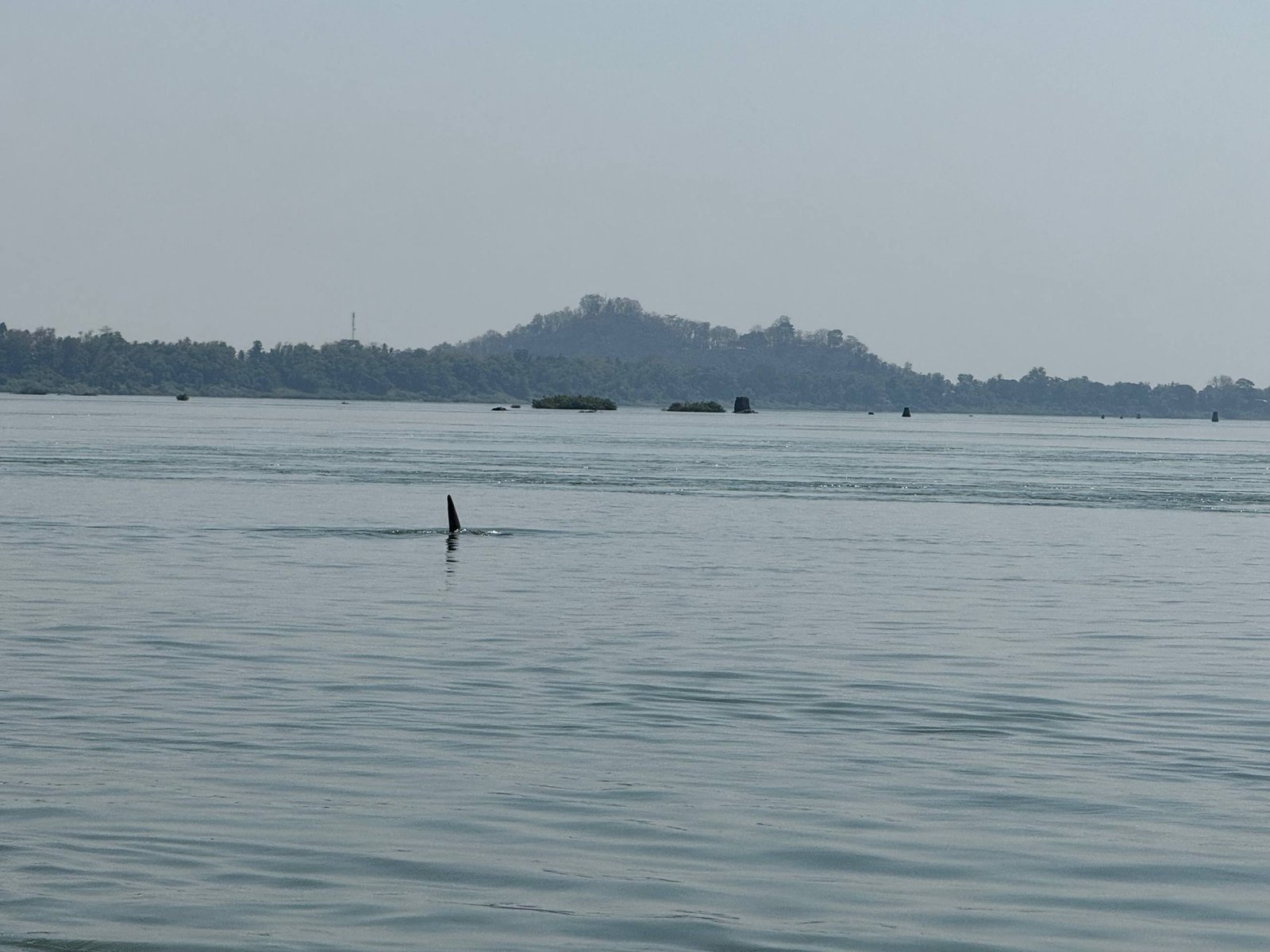 Dolphin watching