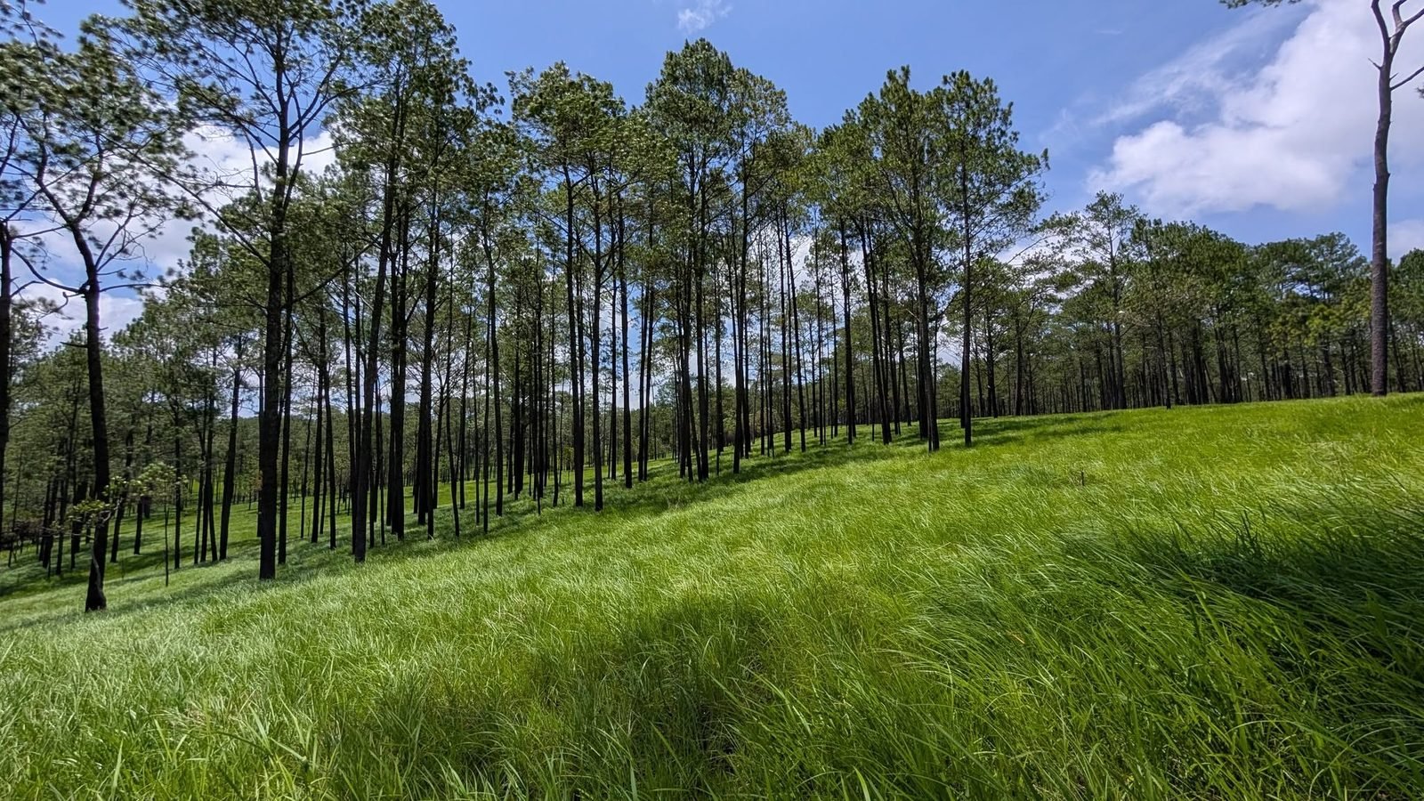 Kirirom pine forest