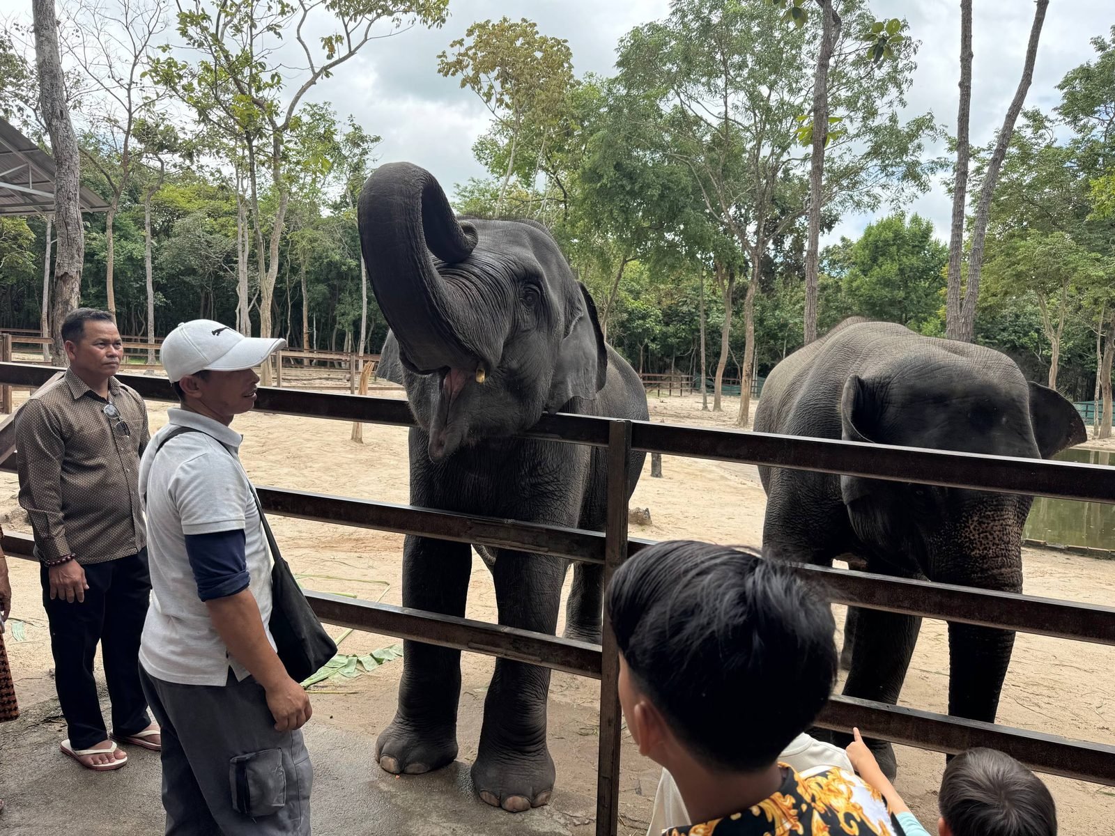 Tamao Zoo elephants